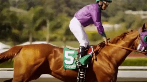 racehorse gif|race track gif.